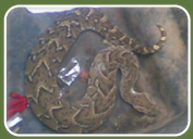 snake